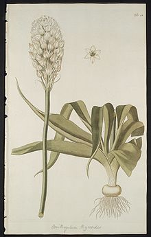 Ornithogalum thyrsoides00.jpg 