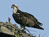 Osprey Pandion haliaetus