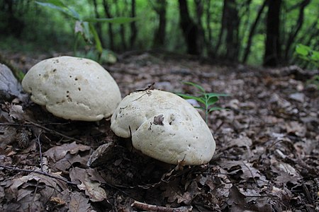 Интересантне гљиве у околини Остатовице.