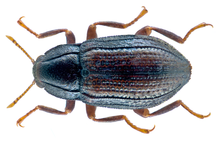 Oulimnius tuberculatus (مولر ، 1806) (23589707772) .png