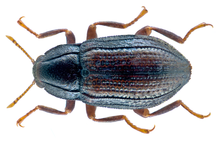 Oulimnius tuberculatus (Mueller, 1806) (23589707772) .png