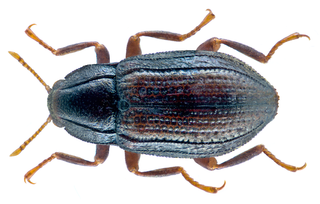 <i>Oulimnius</i> Genus of beetles