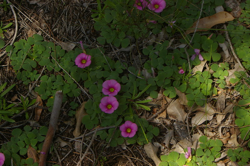 File:Oxalis purpurea gnangarra 02.JPG