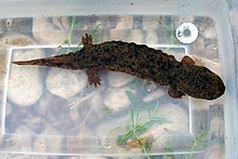 Ein Foto eines großen melierten braunen und schwarzen Salamanders in einer klaren Plastikwanne mit Wasser. Felsen und Gras sind durch den Boden der Wanne sichtbar