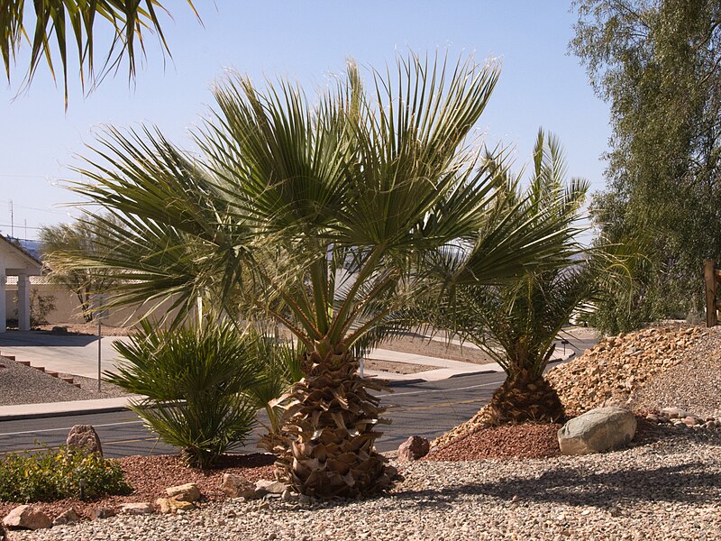 File:PALMS (6963131983).jpg