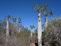 Pachypodium geayi in Tsimanampetsotsa, Madagascar.jpg