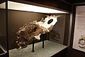 The holotype skull on display with missing elements reconstructed with plaster Pachyrhinosaurus lakustai RTMP.jpg
