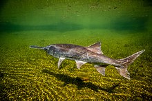 Paddlefish 01.jpg