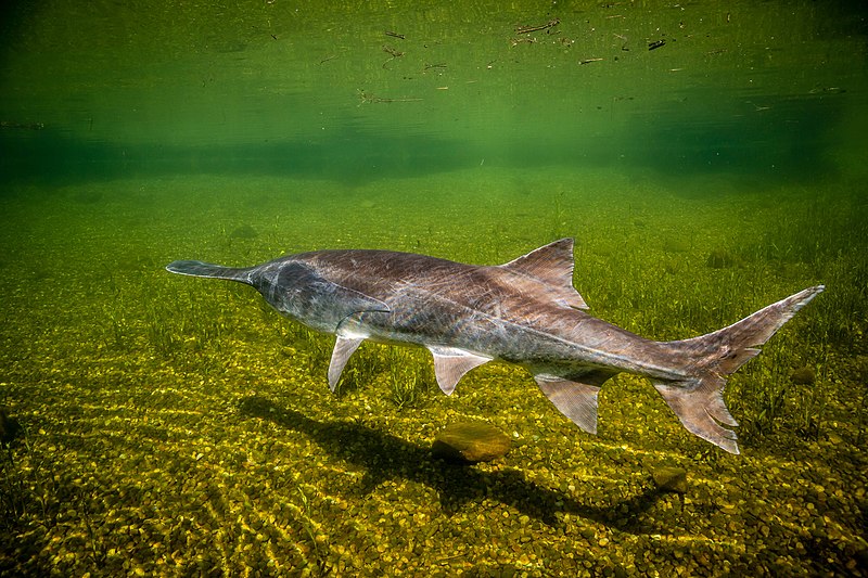 File:Paddlefish 01.jpg