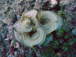 <i>Padina</i> (alga) Genus of brown algae