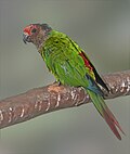 Thumbnail for Rose-fronted parakeet