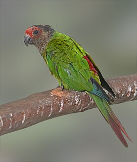 Rose-fronted parakeet Species of bird