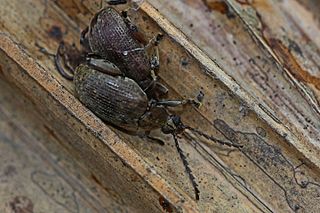 <i>Caryobruchus gleditsiae</i> Species of beetle
