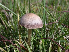 Сенный. Panaeolus cinctulus. Панеолус навозник. Панэолус (Panaeolus). Panaeolus olivaceus.