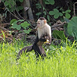 Panamanian White-Faced Capuchin