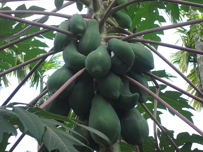 File:Papaya - പപ്പായ-4.JPG