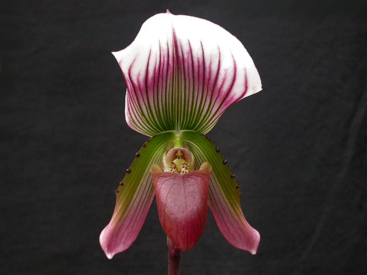 Paphiopedilum sublaeve