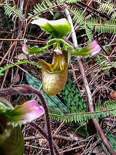 <i>Paphiopedilum robinsonianum</i> Species of orchid