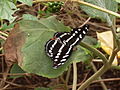 Papilio demoleus