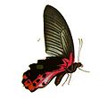 Papilio alcmenor (Redbreast)