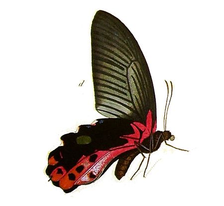 Papilio_alcmenor