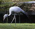 Paradieskranich (Anthropoides paradisea), Tierpark Hellabrunn, München