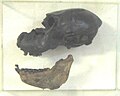 Paralouatta marianae skull.jpg