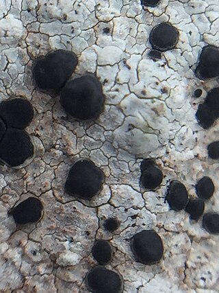 <i>Paraporpidia</i> Genus of lichens