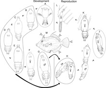 Complete life cycle of a pennellid, Peniculus minuticaudae Shiino, 1956 (Copepoda: Siphonostomatoida), infecting cultured threadsail filefish, Stephanolepis cirrhifer Parasite 20,42(2013) Complete life cycle of a pennellid Peniculus minuticaudae -fig8.tif