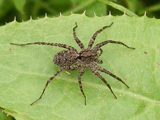 <i>Pardosa milvina</i> Species of arachnid