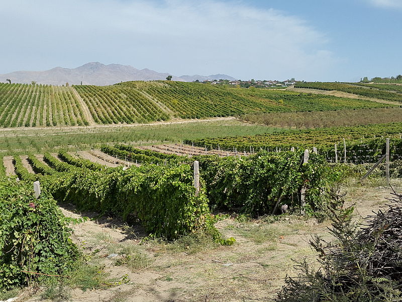 File:Parkent Vineyards.jpg