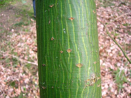 Tập_tin:Parkinsonia_(Cercidium)_microphyllum_-_bark.JPG