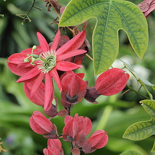 <i>Passiflora racemosa</i> species of plant