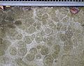 Patterns algues bactéries béton euralille 2 a4.jpg