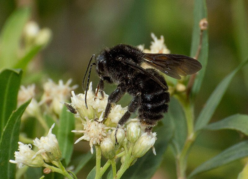 File:Paulista Bumble Bee imported from iNaturalist photo 119680167 on 18 November 2023.jpg