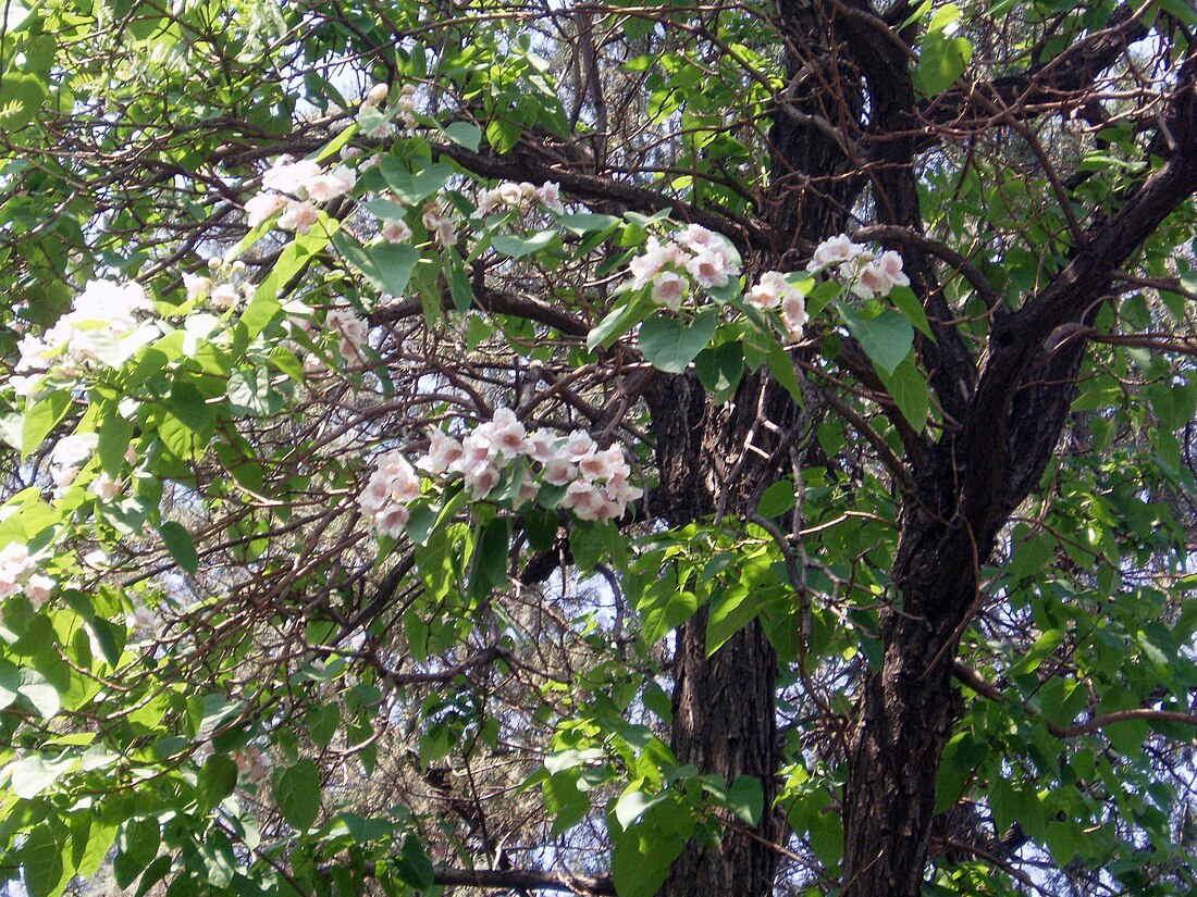 白花泡桐