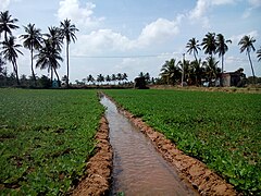 Irrigation in Tamil Nadu, India