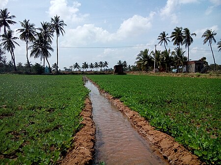 ไฟล์:Peanuts_irrigation.jpg