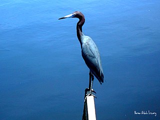 Caño Tiburones