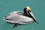 Pelecanus Occidentalis KW 1.JPG