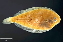 Peltorhamphus latus