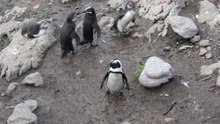 File:Penguin Colony Betty's Bay.ogv