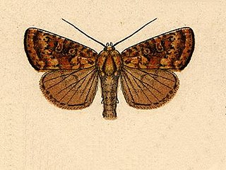 <i>Perigea</i> Genus of moths