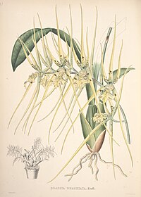 plate 31 Brassia brachiata Brassia verrucosa