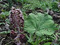 * Nomination: Butterbur (Petasites hybridus) --Robert Flogaus-Faust 18:43, 24 February 2024 (UTC) * * Review needed