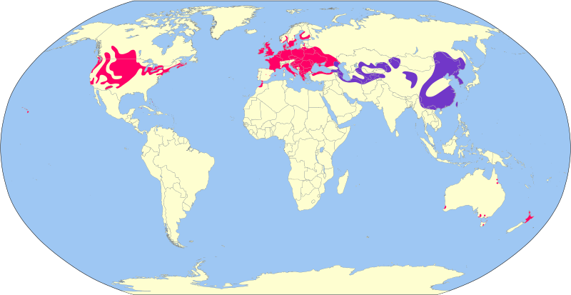 File:Phasianus colchicus map.svg