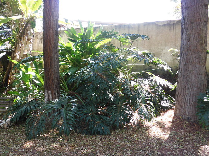 File:Philodendron bipinnatifidum Schott ex Endlicher - 2013 001.JPG