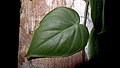 Philodendron hederaceum (Jacq.) Schott (8386618046).jpg