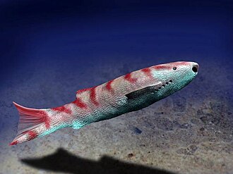 Life reconstruction of Phlebolepis elegans Phlebolepis elegans.jpg