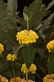 Phlomis fruticosa flower Oakland.JPG